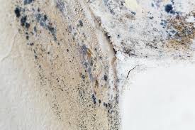 Best Residential Mold Inspection & Testing  in Fuller Heights, FL